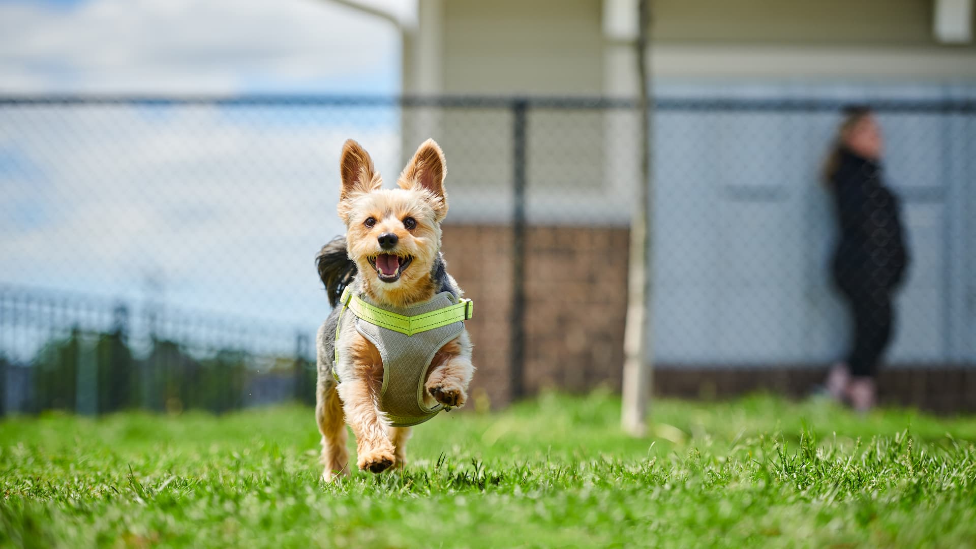 Dog Park Photos-072 (3)